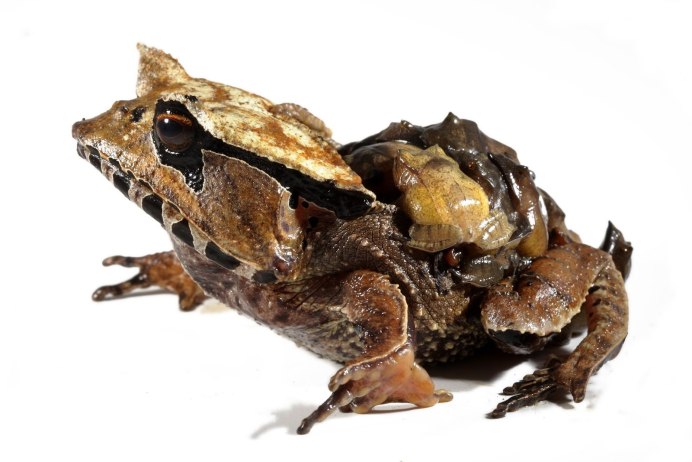 Детеныш лягушки