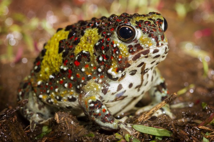 Сумчатая квакша