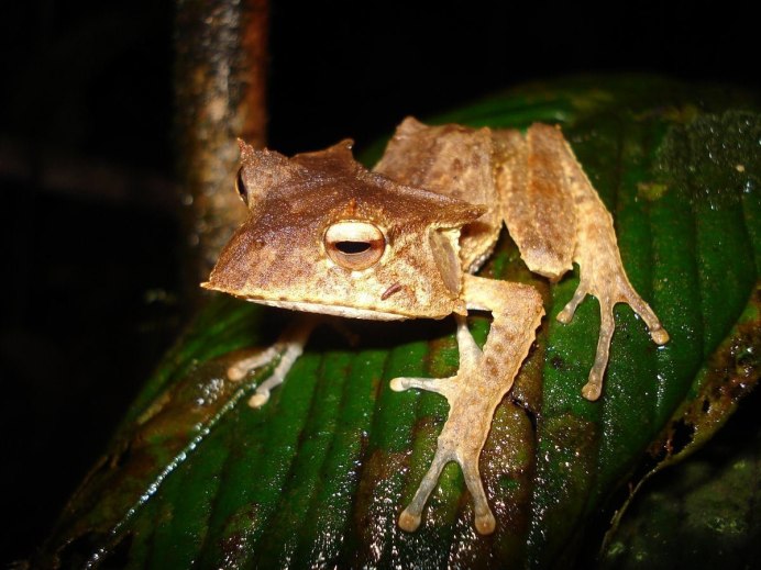 Сумчатая обыкновенная квакша
