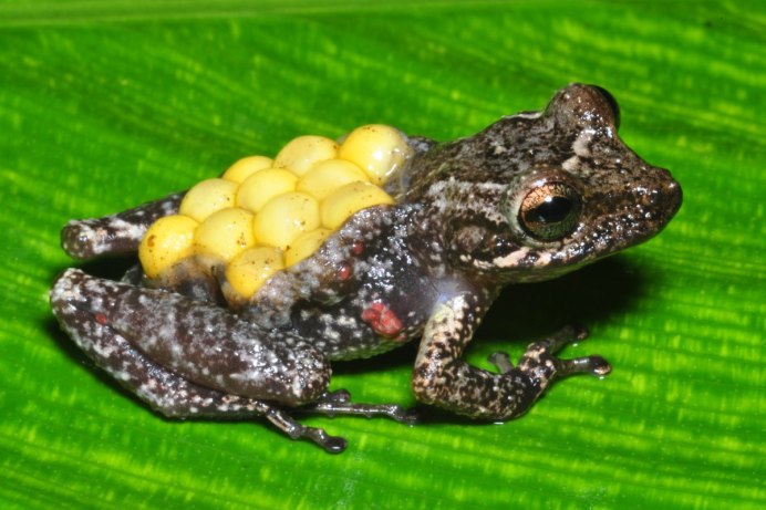 Рогатая квакша