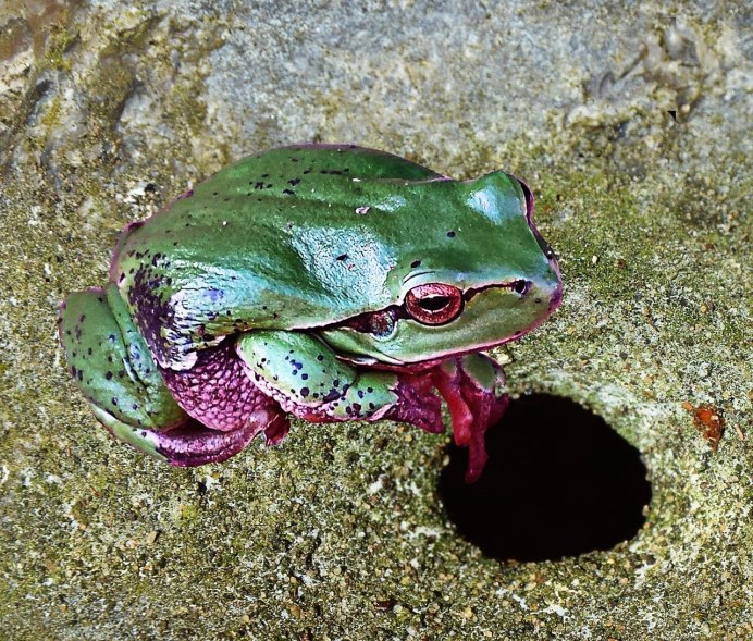 Жаба повитуха