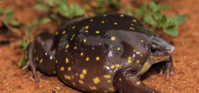 Лягушка сумчатая квакша