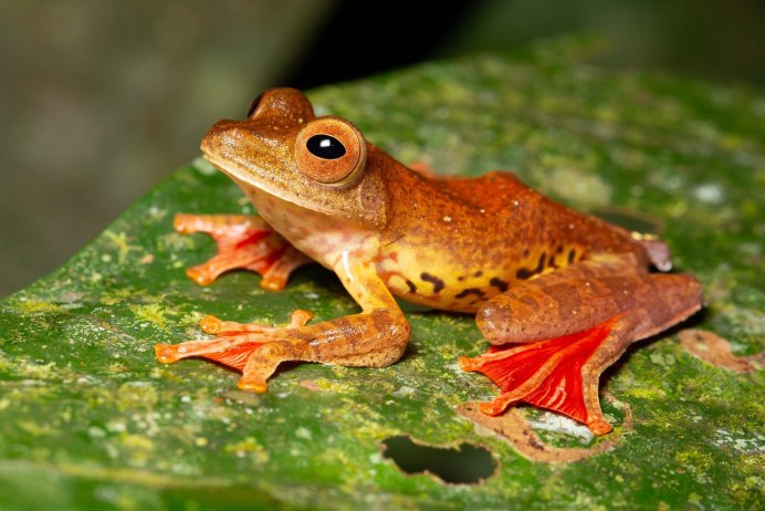 Сумчатая крыса опоссум