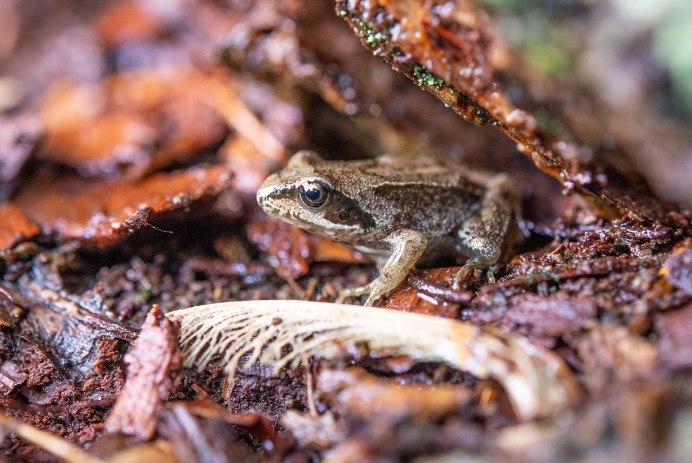 Головастик это личинка лягушки