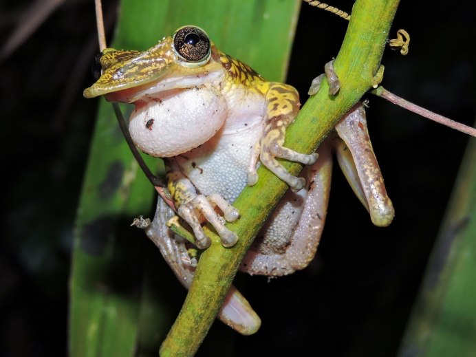 Стеклянная лягушка Флайшмана