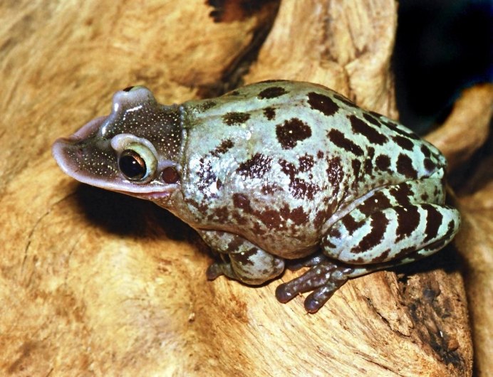 Квакша австралийская литория голубая