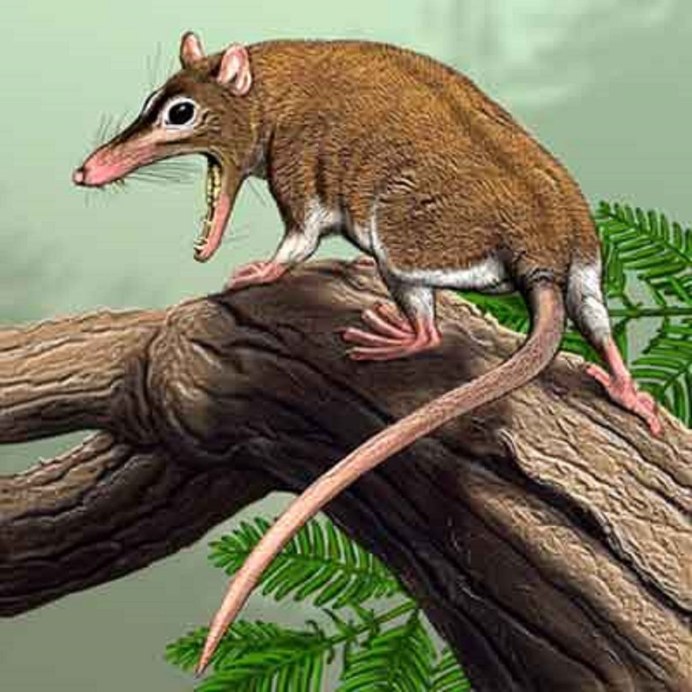 Лягушка Буллока