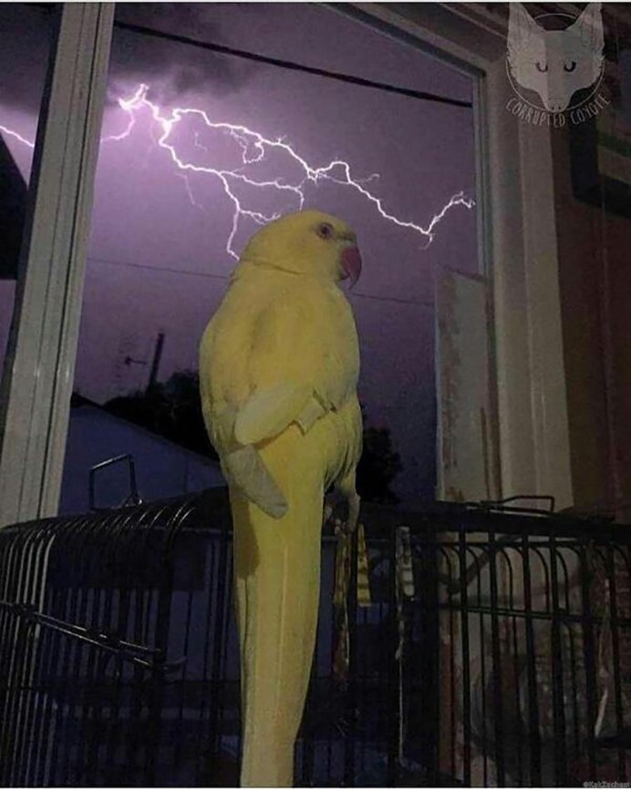 Попугай корелла