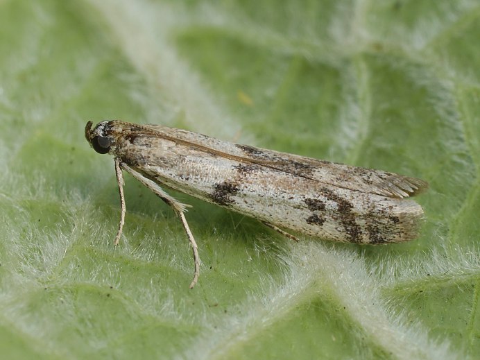Мучная огневка Pyralis farinalis l.
