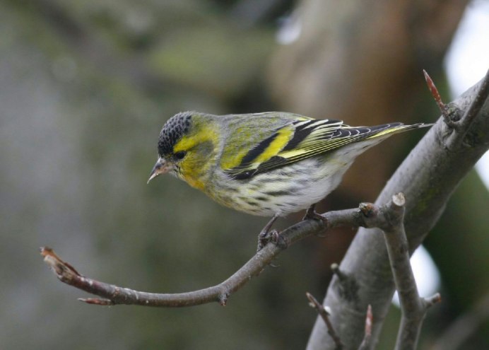 Altamira Oriole
