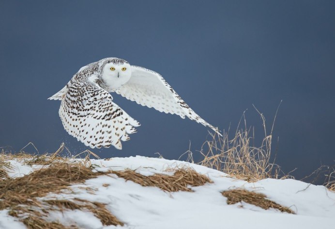Bubo scandiacus