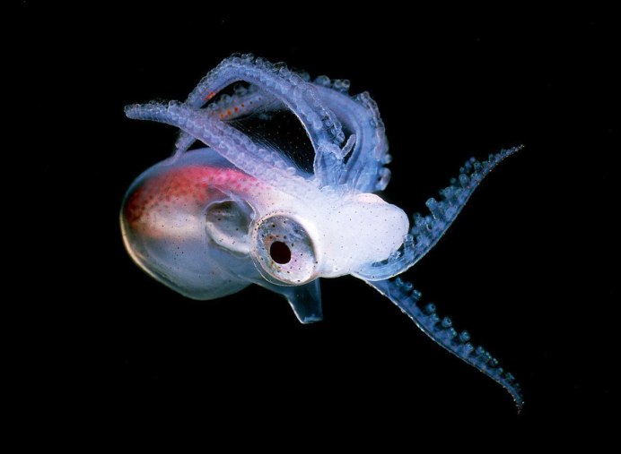 Tremoctopus violaceus
