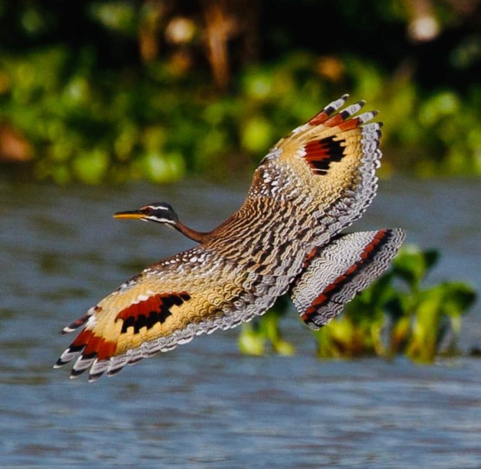 Eurypyga Helias