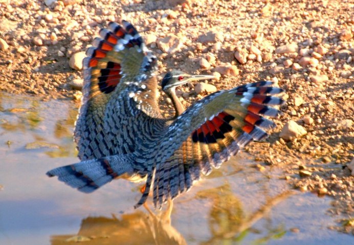 Солнечная цапля в Южной Америке