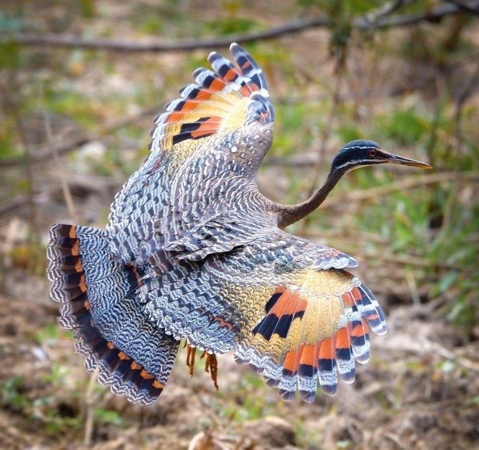 Eurypyga Helias