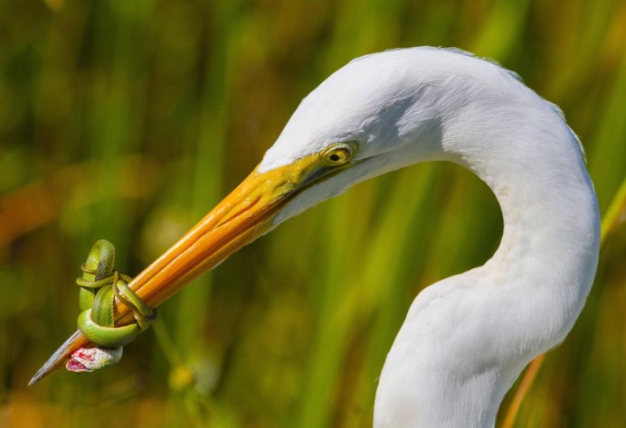 Большая белая цапля (лат. Ardea Alba)