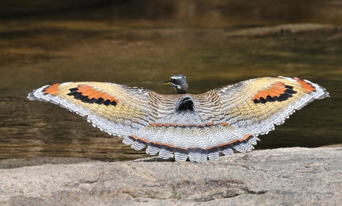 Eurypyga Helias