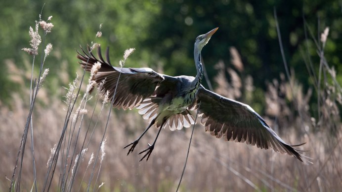 Heron "Heron"