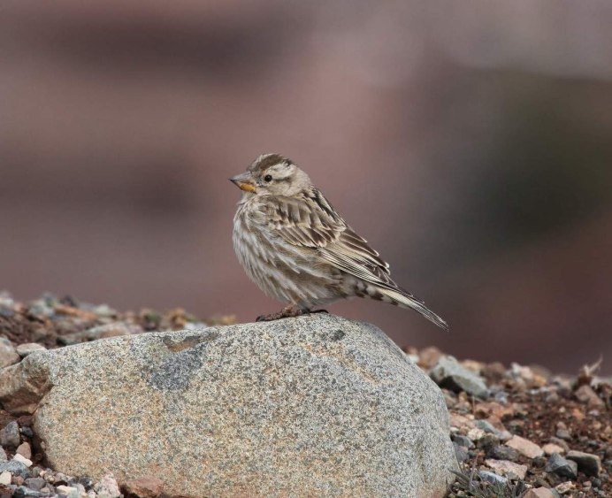 Каменный Воробей (Petronia Petronia)