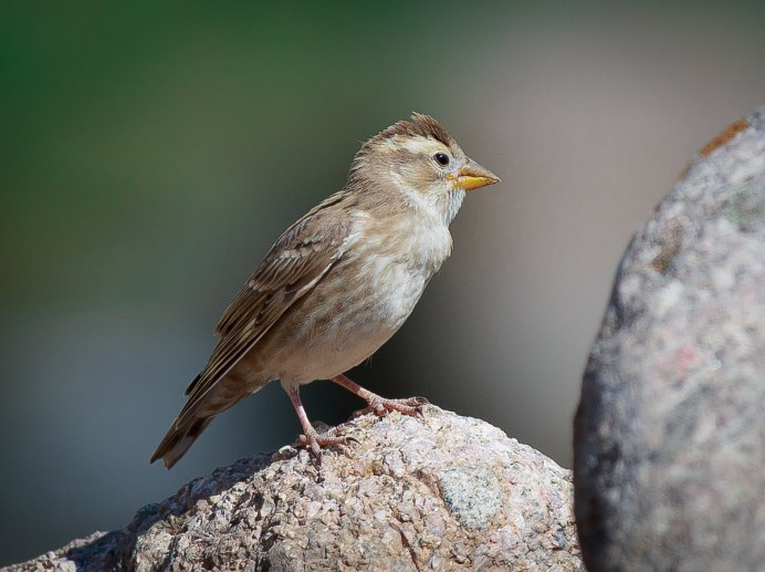 Каменный Воробей (Petronia Petronia)