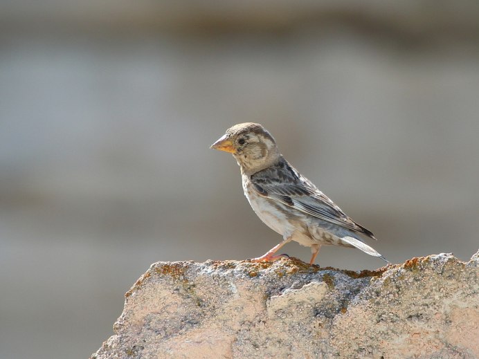 Каменный Воробей – Petronia Petronia (Linnaeus, 1766).