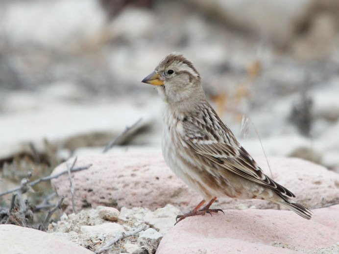 Каменный Воробей (Petronia Petronia)