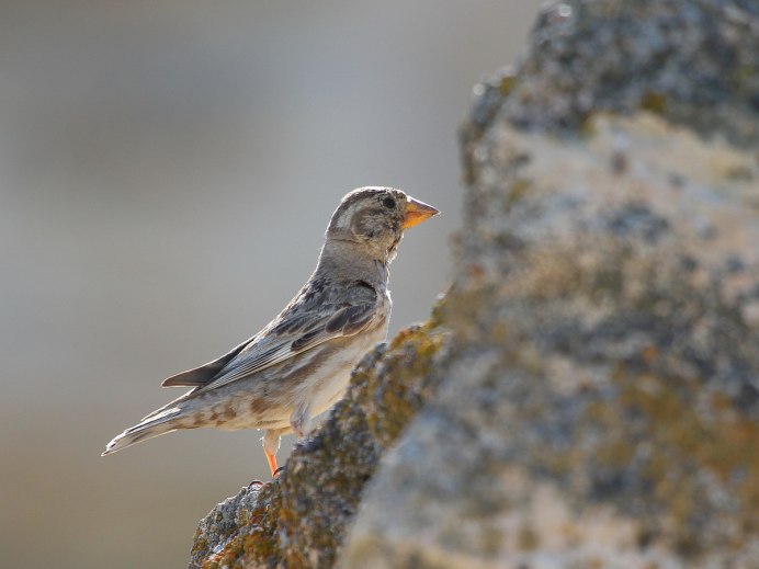 Petronia Petronia