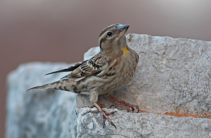 Каменный Воробей (Petronia Petronia)