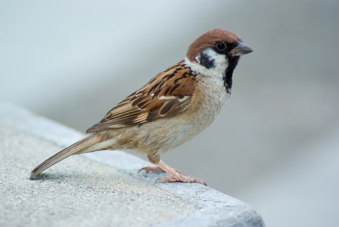 Rock Sparrow