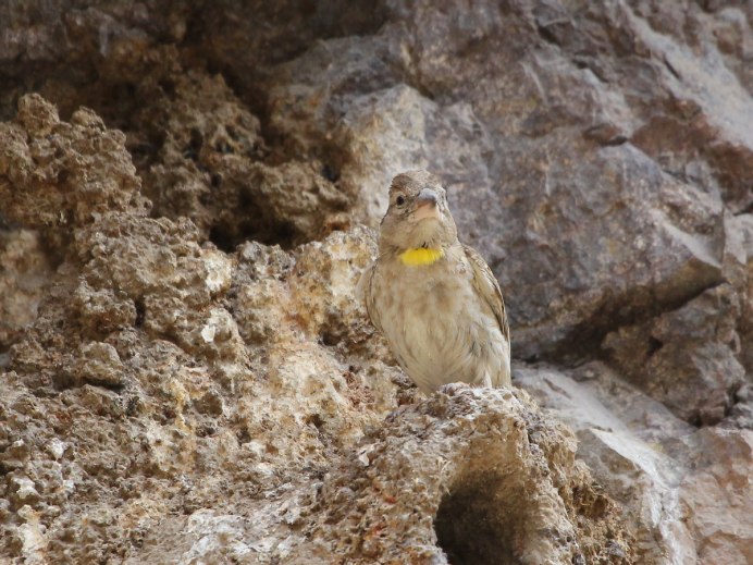 Rock Sparrow