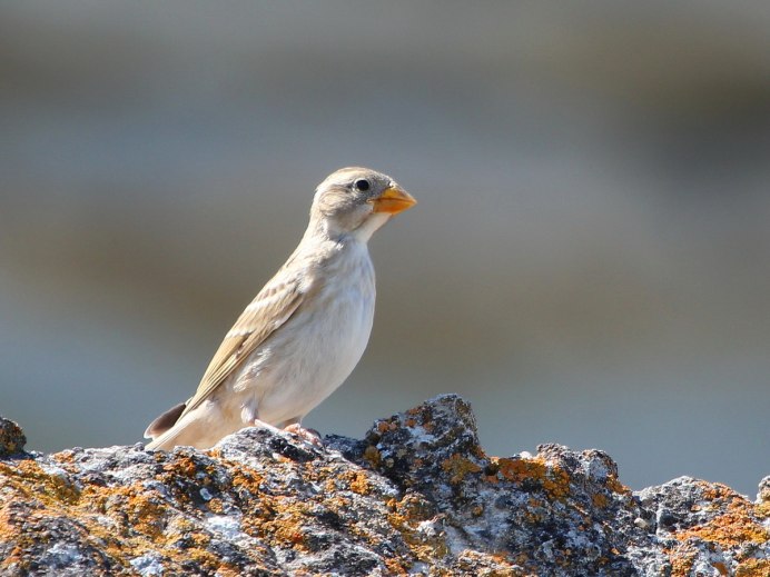 Petronia Petronia