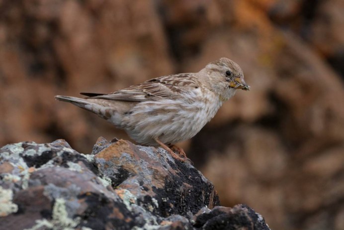 Каменный Воробей – Petronia Petronia (Linnaeus, 1766).