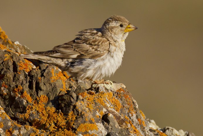 Petronia Petronia