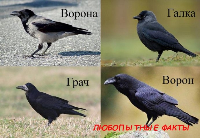 Ворон атакует