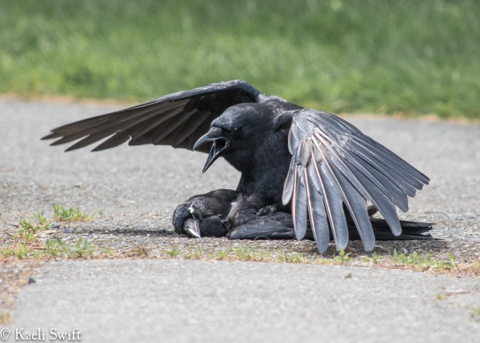 Ворона американская (Corvus brachyrhynchos)