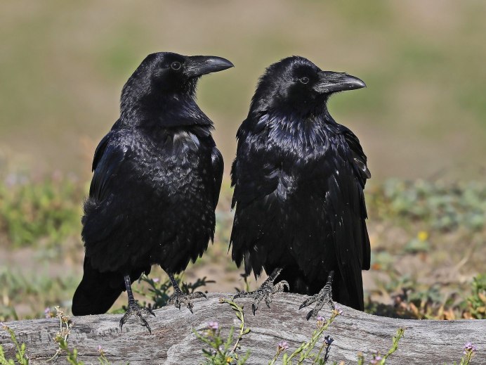 Corvus brachyrhynchos