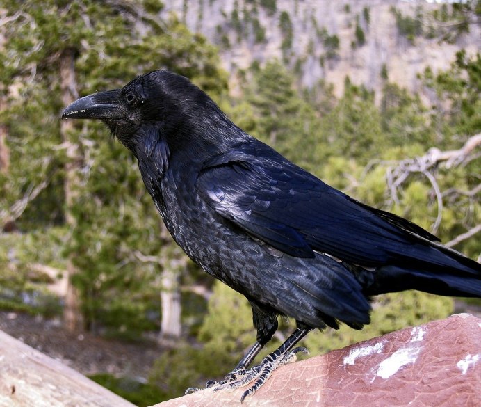 Corvus cryptoleucus
