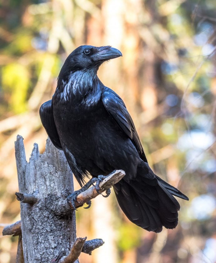 Черный ворон Corvus Corax