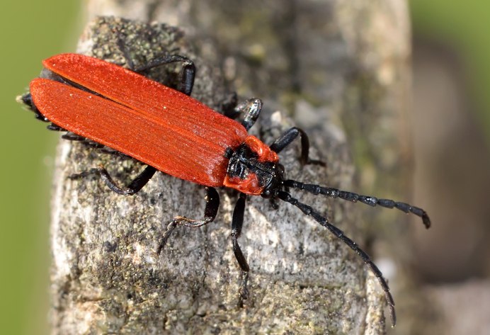 Lygistopterus sanguineus