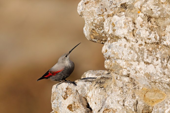 Lygistopterus sanguineus