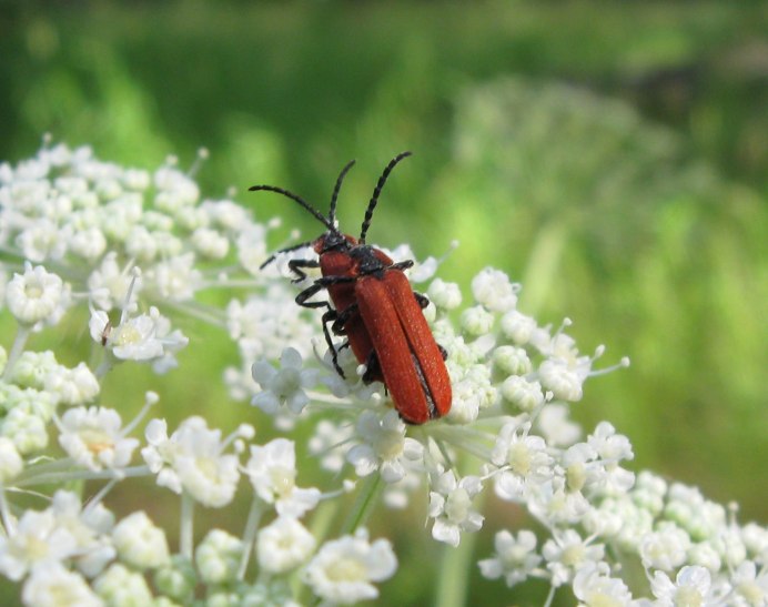 Стенолаз (Tichodroma muraria)