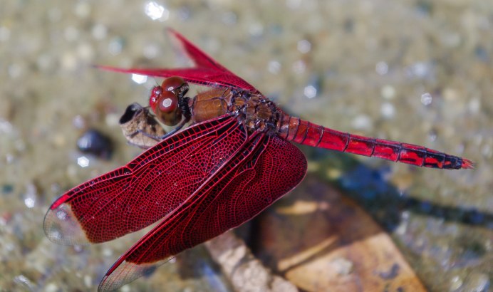 Psophus stridulus