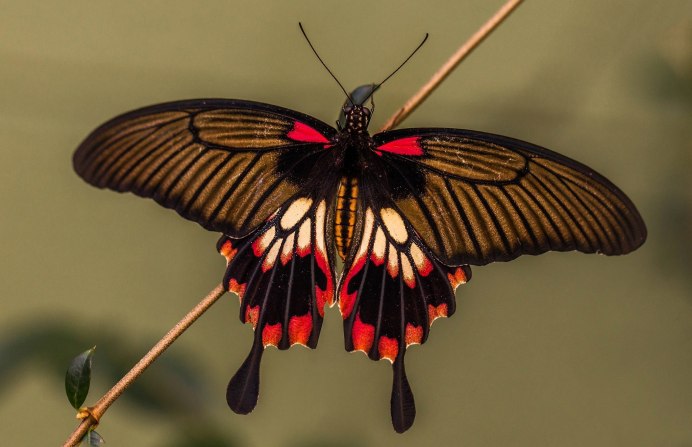Lytta megalocephala
