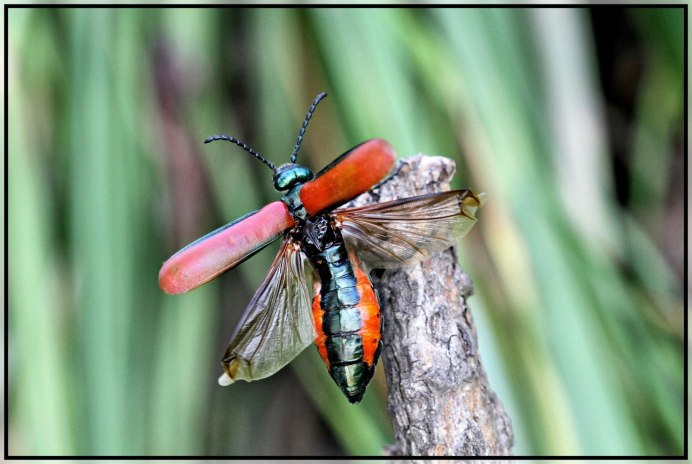 Pytilia phoenicoptera