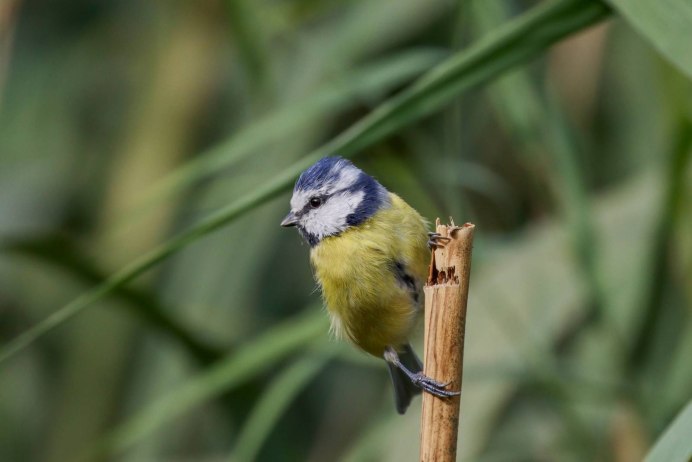Обыкновенная лазоревка (cyanistes caeruleus)