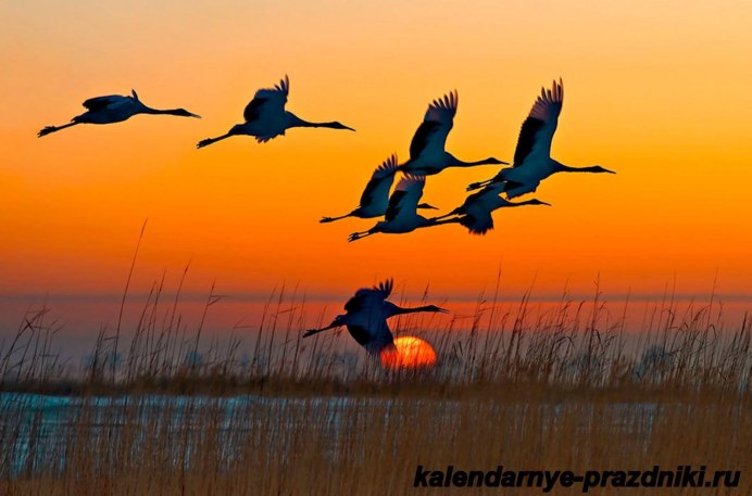 Перелетные птицы улетают на Юг