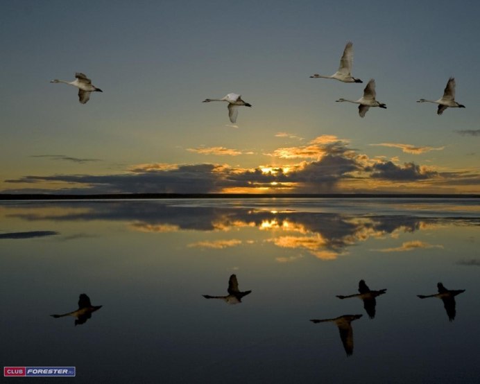 Птицы на рассвете