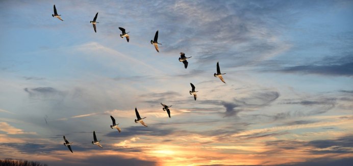 Перелетные птицы улетают на Юг