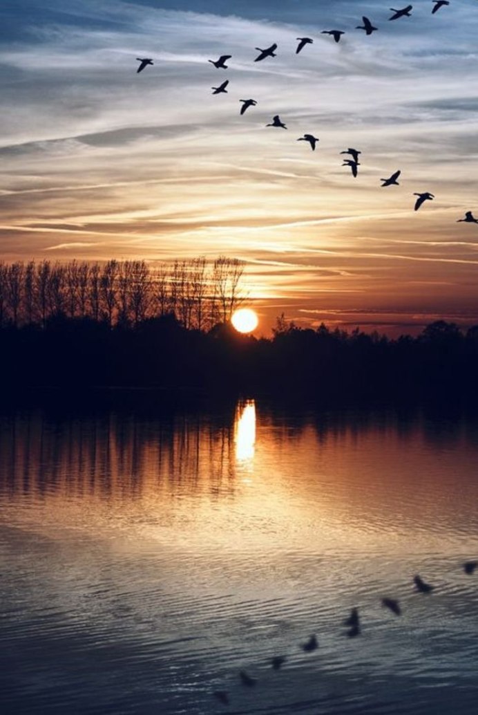 Дикая утка птица