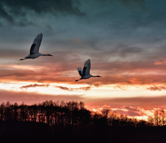 Птица взлетает